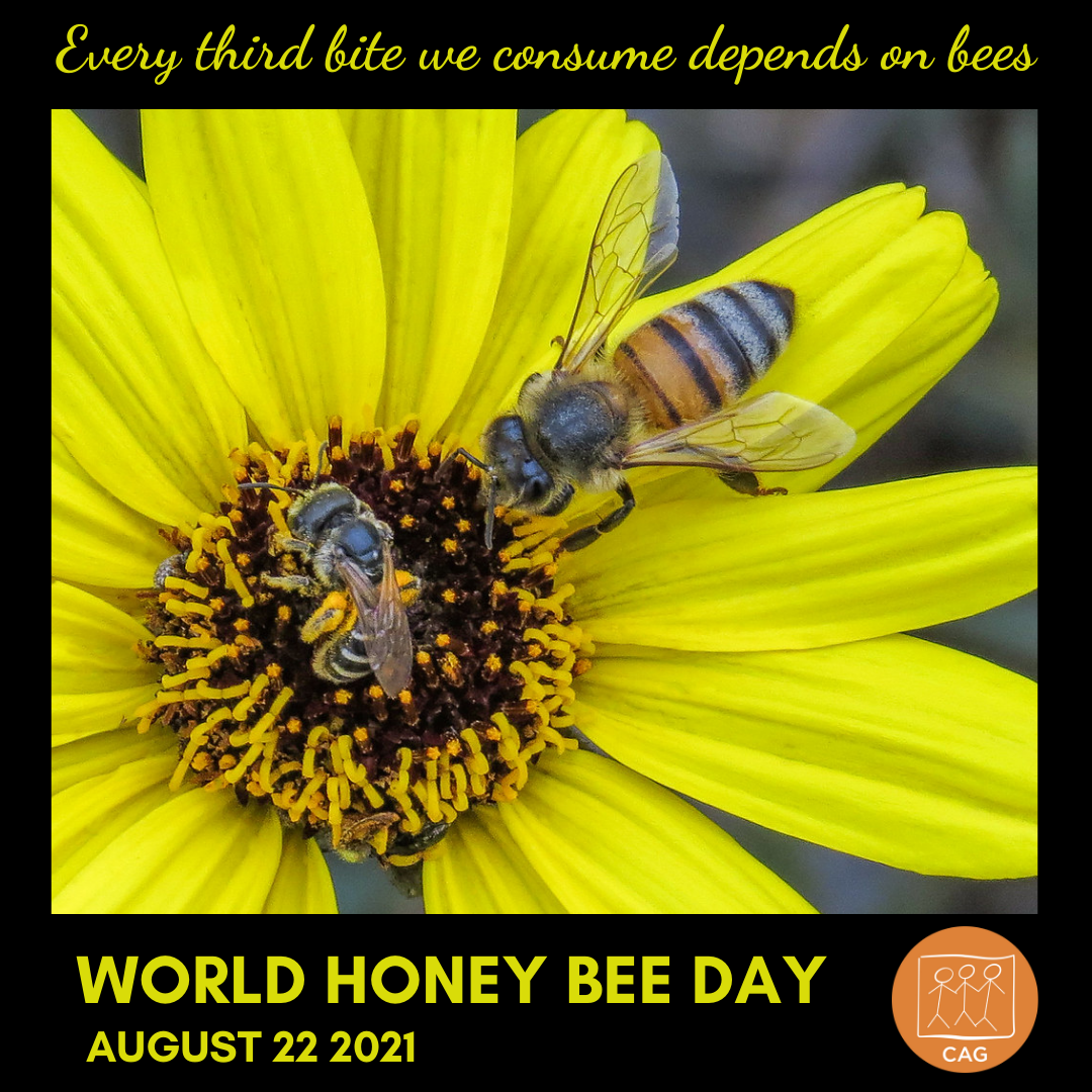 Social Media Poster World Honey Bee Day CAG